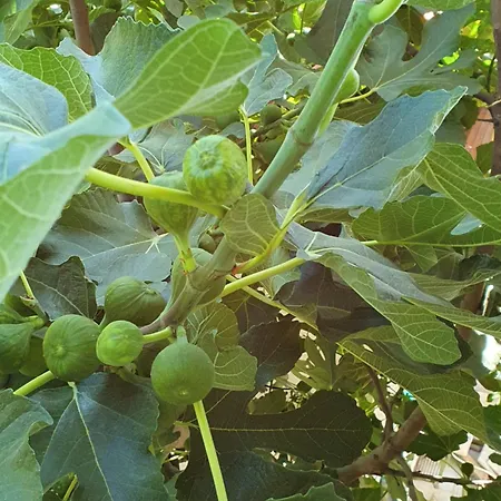 Rum i privatbostad Casa Zen *