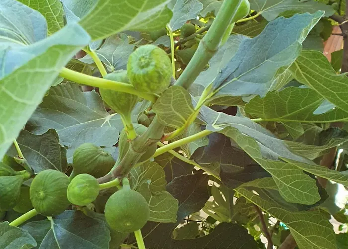 Homestay szállás Casa Zen *